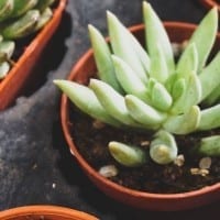 Using Succulents in Your Home Decor