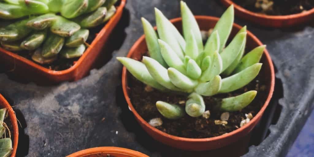 Using Succulents in Your Home Decor