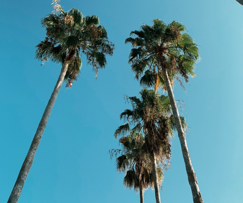 palm trees in Orlando Florida